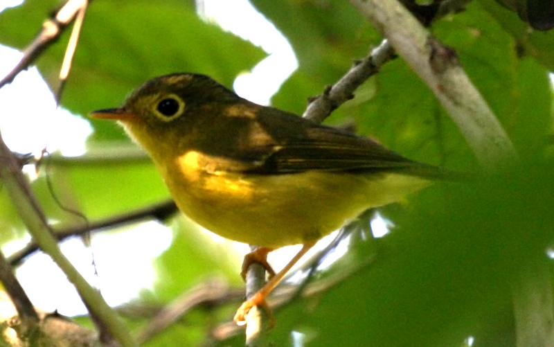 Whistler's Warbler